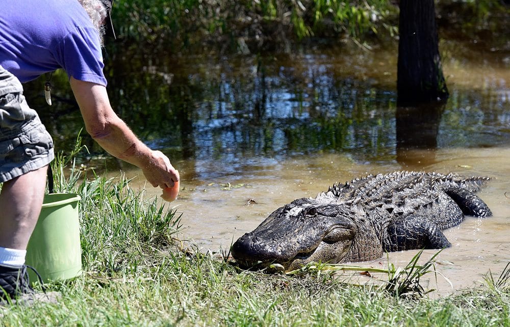 Man feeding alligator at East Texas Gators & Wildlife Park