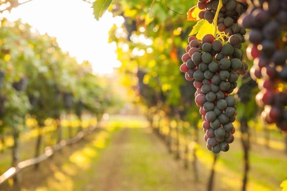 Photo of Grapes at One of the Best East Texas Wineries