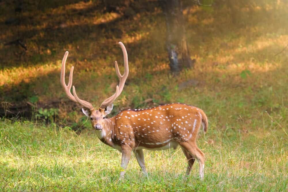 Photo of a Curious Chital inside Rocky Ridge's Safari Park in Texas.