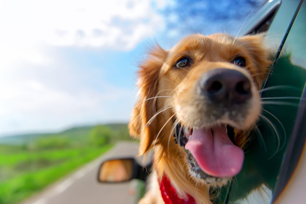 A golden retriever sits, happy to head to pet-friendly New Braunfels.