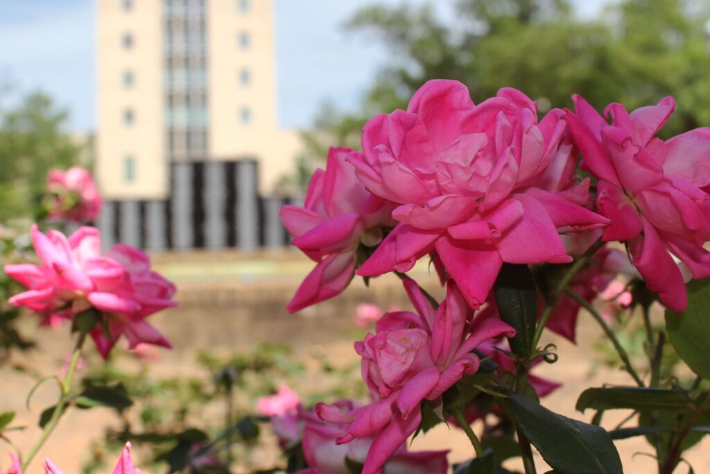 Roses in the Rose Capital Of The World.