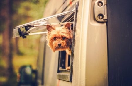 Photo of a Puppy Peeking Out of an RV at Mill Creek, One of the Best RV Parks in Texas.