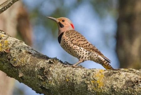 Photo of a Northern Flicker, One of Cutest Birds of East Texas.