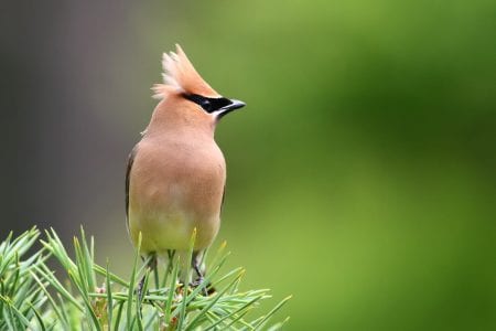 Photo of a Cedar Waxwing, One of the Prettiest Birds of East Texas.