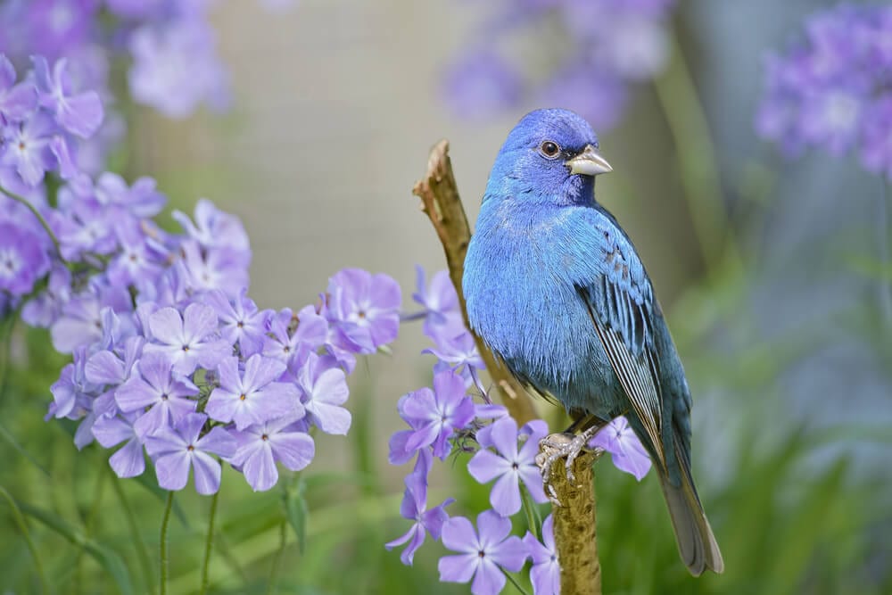 Photo of an Indigo Bunting, One of the Most Vibrant Birds of East Texas.