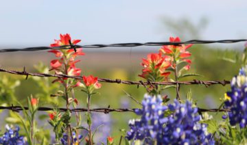 Up-close shot of wildflowers in between barbed wire on the roadside in East Texas.