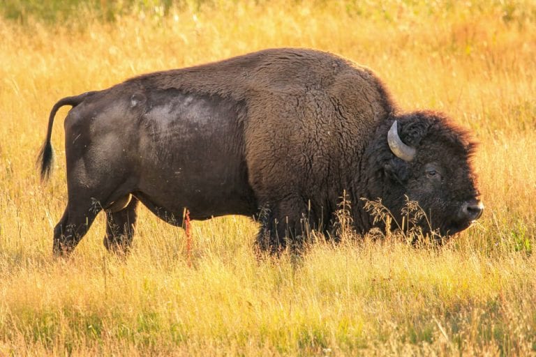 Take a Drive on the Wild Side at the Newest Safari Park in Texas